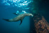 California sea lion at oil rig Eureka, underwater, among the pilings supporting the oil rig. Long Beach, USA. Image #31088