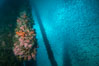 Oil Rig Ellen underwater structure covered in invertebrate life. Long Beach, California, USA. Image #31114
