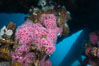 Corynactis anemones on Oil Rig Elly underwater structure. Long Beach, California, USA. Image #31130