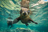 California sea lion underwater, Sea of Cortez, Mexico. Baja California. Image #31204
