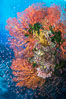 Sea fan gorgonian and schooling Anthias on pristine and beautiful coral reef, Fiji. Wakaya Island, Lomaiviti Archipelago. Image #31311