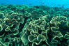 Spectacular display of pristine cabbage coral, Turbinaria reniformis, in Nigali Pass on Gao Island, Fiji. Nigali Passage, Gau Island, Lomaiviti Archipelago. Image #31314