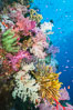 Spectacular pristine tropical reef with vibrant colorful soft corals. Dendronephthya soft corals, crinoids, sea fan gorgonians and schooling Anthias fishes, pulsing with life in a strong current over a pristine coral reef. Fiji is known as the soft coral capitlal of the world. Namena Marine Reserve, Namena Island. Image #31320