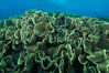 Spectacular display of pristine cabbage coral, Turbinaria reniformis, in Nigali Pass on Gao Island, Fiji. Nigali Passage, Gau Island, Lomaiviti Archipelago. Image #31336