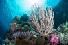 Branching whip coral (Ellisella sp.) captures passing planktonic food in ocean currents, Fiji. Vatu I Ra Passage, Bligh Waters, Viti Levu  Island. Image #31345