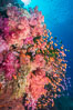 Vibrant Dendronephthya soft corals, green fan coral and schooling Anthias fish on coral reef, Fiji. Vatu I Ra Passage, Bligh Waters, Viti Levu  Island. Image #31354