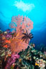 Crinoid clinging to gorgonian sea fan, Fiji. Vatu I Ra Passage, Bligh Waters, Viti Levu  Island. Image #31355