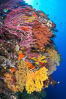 Colorful Chironephthya soft coral coloniea in Fiji, hanging off wall, resembling sea fans or gorgonians. Vatu I Ra Passage, Bligh Waters, Viti Levu  Island. Image #31361