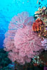 Plexauridae sea fan or gorgonian on coral reef.  This gorgonian is a type of colonial alcyonacea soft coral that filters plankton from passing ocean currents. Namena Marine Reserve, Namena Island, Fiji. Image #31364