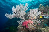Branching whip coral (Ellisella sp.) captures passing planktonic food in ocean currents, Mount Mutiny, Bligh Waters, Fiji. Vatu I Ra Passage, Viti Levu  Island. Image #31369