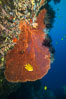 Gorgonian Sea Fan on Coral Reef, Fiji. Vatu I Ra Passage, Bligh Waters, Viti Levu  Island. Image #31373