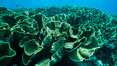 Spectacular display of pristine cabbage coral, Turbinaria reniformis, in Nigali Pass on Gao Island, Fiji. Nigali Passage, Gau Island, Lomaiviti Archipelago. Image #31384