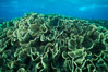 Spectacular display of pristine cabbage coral, Turbinaria reniformis, in Nigali Pass on Gao Island, Fiji. Nigali Passage, Gau Island, Lomaiviti Archipelago. Image #31385