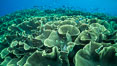 Spectacular display of pristine cabbage coral, Turbinaria reniformis, in Nigali Pass on Gao Island, Fiji. Nigali Passage, Gau Island, Lomaiviti Archipelago. Image #31391