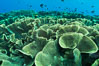 Spectacular display of pristine cabbage coral, Turbinaria reniformis, in Nigali Pass on Gao Island, Fiji. Nigali Passage, Gau Island, Lomaiviti Archipelago. Image #31392