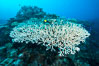 Staghorn coral on pristine Fijian coral reef. Wakaya Island, Lomaiviti Archipelago. Image #31394