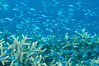 Juvenile blue-green chromis schooling in ocean current over hard corals, Fijii. Makogai Island, Lomaiviti Archipelago. Image #31398