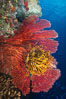 Crinoid clinging to gorgonian sea fan, Fiji. Namena Marine Reserve, Namena Island. Image #31404