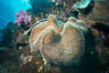Sarcophyton leather coral on diverse coral reef, Fiji. Namena Marine Reserve, Namena Island. Image #31405