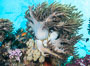 Sinularia flexibilis finger leather soft coral, Fiji. Namena Marine Reserve, Namena Island. Image #31420