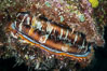 Thorny Oyster, Spondylus varians, Fiji. Makogai Island, Lomaiviti Archipelago. Image #31449