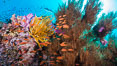 Pristine tropical reef with black coral, schooling anthias fishes and colorful dendronephthya soft corals, pulsing with life in a strong current over a pristine coral reef. Fiji is known as the soft coral capitlal of the world. Vatu I Ra Passage, Bligh Waters, Viti Levu  Island. Image #31466