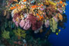 Colorful Chironephthya soft coral coloniea in Fiji, hanging off wall, resembling sea fans or gorgonians. Vatu I Ra Passage, Bligh Waters, Viti Levu  Island. Image #31484