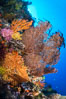 Colorful Chironephthya soft coral coloniea in Fiji, hanging off wall, resembling sea fans or gorgonians. Vatu I Ra Passage, Bligh Waters, Viti Levu  Island. Image #31485