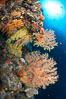 Colorful Chironephthya soft coral coloniea in Fiji, hanging off wall, resembling sea fans or gorgonians. Vatu I Ra Passage, Bligh Waters, Viti Levu  Island. Image #31486