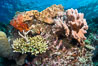 Leather coral, gorgonian and stony corals, on a South Pacific coral reef, Fiji. Vatu I Ra Passage, Bligh Waters, Viti Levu  Island. Image #31489