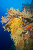 Colorful Chironephthya soft coral coloniea in Fiji, hanging off wall, resembling sea fans or gorgonians. Vatu I Ra Passage, Bligh Waters, Viti Levu  Island. Image #31498