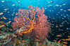 Plexauridae sea fan gorgonian and schooling Anthias on pristine and beautiful coral reef, Fiji. Gau Island, Lomaiviti Archipelago. Image #31518