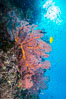 Sea fan gorgonian and schooling Anthias on pristine and beautiful coral reef, Fiji. Wakaya Island, Lomaiviti Archipelago. Image #31538