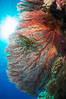 Plexauridae Gorgonian Sea Fan on Coral Reef, Fiji. Wakaya Island, Lomaiviti Archipelago. Image #31547
