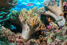 Sinularia flexibilis finger leather soft coral, Fiji. Namena Marine Reserve, Namena Island. Image #31593