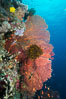 Plexauridae Sea Fan Gorgonians with Crinoid Attached, Fiji. Namena Marine Reserve, Namena Island. Image #31595