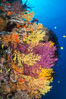 Colorful Chironephthya soft coral coloniea in Fiji, hanging off wall, resembling sea fans or gorgonians. Vatu I Ra Passage, Bligh Waters, Viti Levu  Island. Image #31681