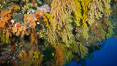 Colorful Chironephthya soft coral coloniea in Fiji, hanging off wall, resembling sea fans or gorgonians. Mount Mutiny, Bligh Waters, Fiji. Vatu I Ra Passage, Viti Levu  Island. Image #31694