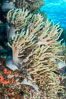Sinularia flexibilis finger leather soft coral, Fiji. Namena Marine Reserve, Namena Island. Image #31831