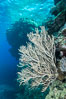 Sea fan captures passing planktonic food in ocean currents, Fiji. Image #31838