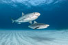 Two tiger sharks. Bahamas. Image #31875