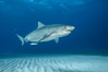 Tiger shark. Bahamas. Image #31883