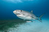 Tiger shark. Bahamas. Image #31897