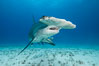 Great hammerhead shark. Bimini, Bahamas. Image #31966