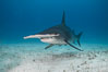 Great hammerhead shark. Bimini, Bahamas. Image #31970