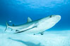 Caribbean reef shark. Bahamas. Image #31977