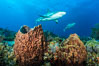 Caribbean reef shark swims over sponges and coral reef. Bahamas. Image #31978