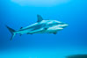 Caribbean reef shark. Bahamas. Image #31981