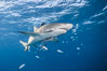 Lemon shark. Bahamas. Image #32014