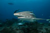 Lemon shark. Bahamas. Image #32015
